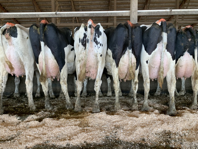 (11 Head) Holstein cows